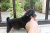 Puppies for sale Ireland, Cork Chihuahua