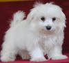 Puppies for sale USA, Alaska Maltese, Puppies