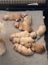 Puppies for sale Czech Republic, Olomouc Golden Retriever