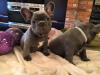 Puppies for sale Portugal, Aveiro French Bulldog