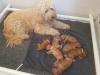 Puppies for sale Hungary, Budapest Other breed, Goldendoodle Puppies