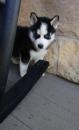 Puppies for sale Hungary, Szekesfehervar Other breed, Siberian Husky puppies