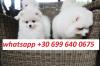 Puppies for sale Cyprus, Limassol Pomeranian Spitz