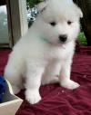 Puppies for sale Ireland, Dublin Samoyed dog (Samoyed)