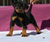 Puppies for sale Ireland, Dublin Rottweiler