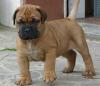 Puppies for sale Ireland, Dublin Bullmastiff
