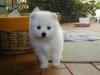 Puppies for sale Ireland, Dublin Japanese spitz