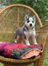 Puppies for sale Luxembourg, Luxembourg Haski