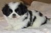 Puppies for sale Ireland, Dublin Japanese Hin