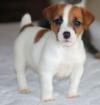 Puppies for sale Ireland, Dublin Jack Russell Terrier