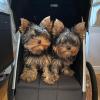 Puppies for sale Ireland, Cork Yorkshire Terrier