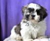 Puppies for sale United Kingdom, Oxford Shih Tzu