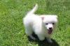 Puppies for sale Ireland, Cork Eskimo dog