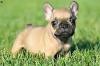 Puppies for sale Austria, Vienna French Bulldog