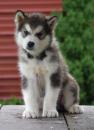 Puppies for sale Ireland, Cork Other breed, Alaskan Malamute
