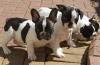 Puppies for sale Tajikistan, Kurgan-Tube French Bulldog