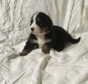 Puppies for sale Ireland, Cork Bernese Mountain Dog