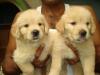 Puppies for sale Ireland, Cork Golden Retriever