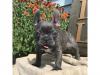 Puppies for sale Belgium, Gant French Bulldog