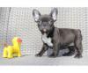 Puppies for sale Ukraine, Zaporizhzhya French Bulldog