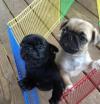 Puppies for sale Ireland, Cork Pug