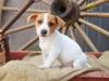 Puppies for sale Ireland, Cork Jack Russell Terrier