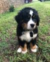 Puppies for sale Estonia, Pya Bernese Mountain Dog