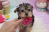 Puppies for sale Germany, Stuttgart Mixed breed, Morkie