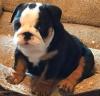 Puppies for sale Uzbekistan, Samarkand English Bulldog