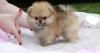 Puppies for sale Uzbekistan, Fergana Pomeranian Spitz