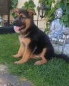 Puppies for sale Germany, Yen German Shepherd Dog