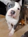 Puppies for sale Hungary, Budapest American Pit-Bull Terrier