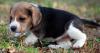 Puppies for sale Germany, Brandenburg Beagle