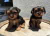 Puppies for sale Spain, Burgos Yorkshire Terrier