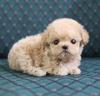 Puppies for sale Sweden, Mutal Poodle