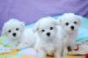 Puppies for sale Greece, Athens Maltese