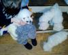 Puppies for sale Czech Republic, Presov Bichon
