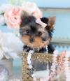 Puppies for sale Ireland, Cork Yorkshire Terrier