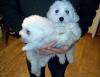 Puppies for sale Denmark, Aalborg Bichon