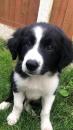 Puppies for sale Greece, Athens Border Collie