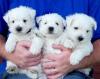 Puppies for sale Greece, Athens West Highland White Terrier