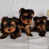 Puppies for sale Greece, Athens Yorkshire Terrier
