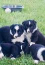 Puppies for sale Czech Republic, Prague Border Collie