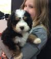 Puppies for sale Czech Republic, Prague Bernese Mountain Dog