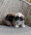 Puppies for sale Greece, Athens Pekinese