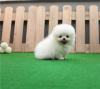 Puppies for sale Kyrgyzstan, Bishkek Pomeranian Spitz