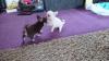 Puppies for sale Greece, Athens Chihuahua