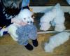 Puppies for sale Hungary, Debrecen Bichon