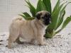 Puppies for sale Estonia, Sillamyae Pug