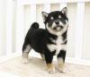 Puppies for sale Estonia, Pya , Shiba Inu